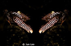 double vision by Jun Lao 